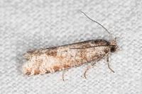 Rhyacionia pinivorana/miniatana