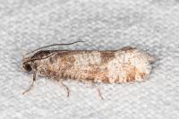 Rhyacionia pinivorana/miniatana