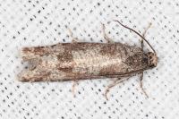 Rhyacionia pinivorana/miniatana