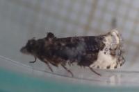 Hedya pruniana