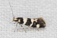 Denisia augustella