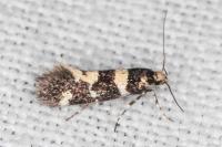 Denisia luctuosella