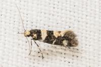 Denisia luctuosella