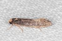 Monopis imella