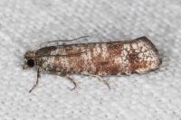 Rhyacionia