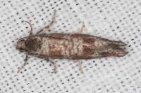 Rhyacionia