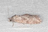 Cnephasia