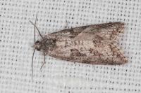 Cnephasia