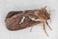 Korscheltellus lupulinus