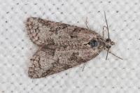 Cnephasia cupressivorana
