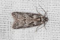 Cnephasia cupressivorana