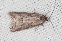Cnephasia cupressivorana