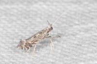 Parornix scoticella