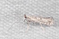 Parornix scoticella