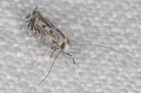 Parornix scoticella