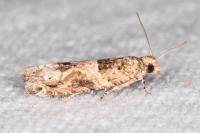 Crocidosema plebejana