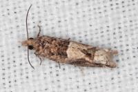 Crocidosema plebejana