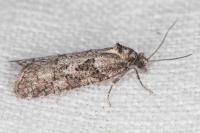 Cnephasia