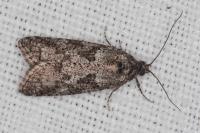 Cnephasia