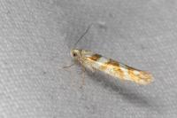 Argyresthia goedartella