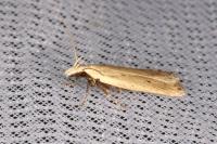 Nothris verbascella