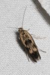 Scythris limbella