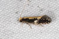 Monopis obviella