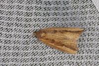 Bactra venosana