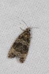 Celypha lacunana