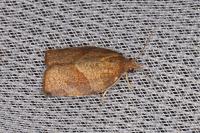Pandemis heparana