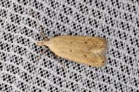 Nothris verbascella