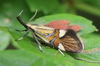 Alabonia geoffrella