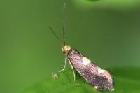 Incurvaria oehlmanniella
