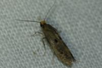 Tinea trinotella