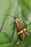 Nemophora degeerella
