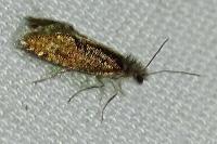 Dyseriocrania subpurpurella