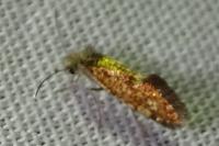 Dyseriocrania subpurpurella