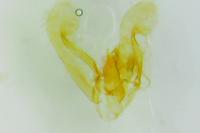 Elachista gleichenella