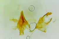 Vulcaniella extremella