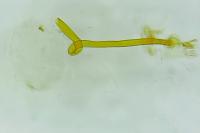 Calybites phasianipennella