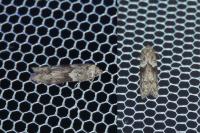 Blastobasis glandulella