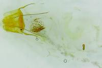 Homaloxestis briantiella