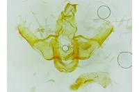 Lecithocera nigrana