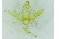 Eurodachtha canigella