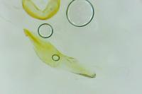 Eurodachtha canigella