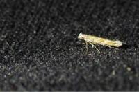 Acrocercops brongniardella