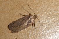 Depressaria eryngiella