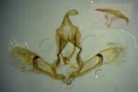 Cnephasia cupressivorana