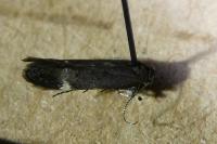 Iwaruna biguttella