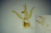 Iwaruna biguttella